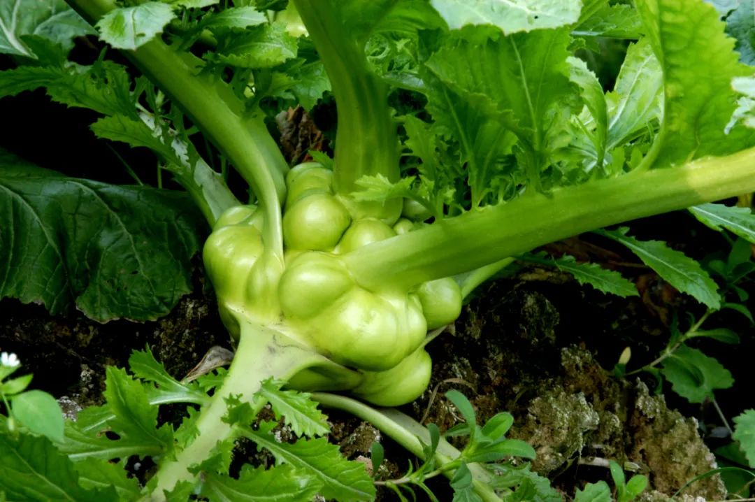 �ƶ�����3118(�й�)�ٷ���վ